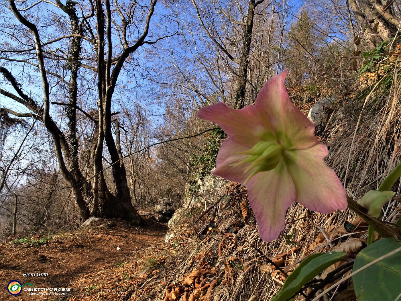 20 Festa di fiori sui sentieri al Monte Zucco - Helleborus niger (Elleboro-Rosa di Natale).JPG